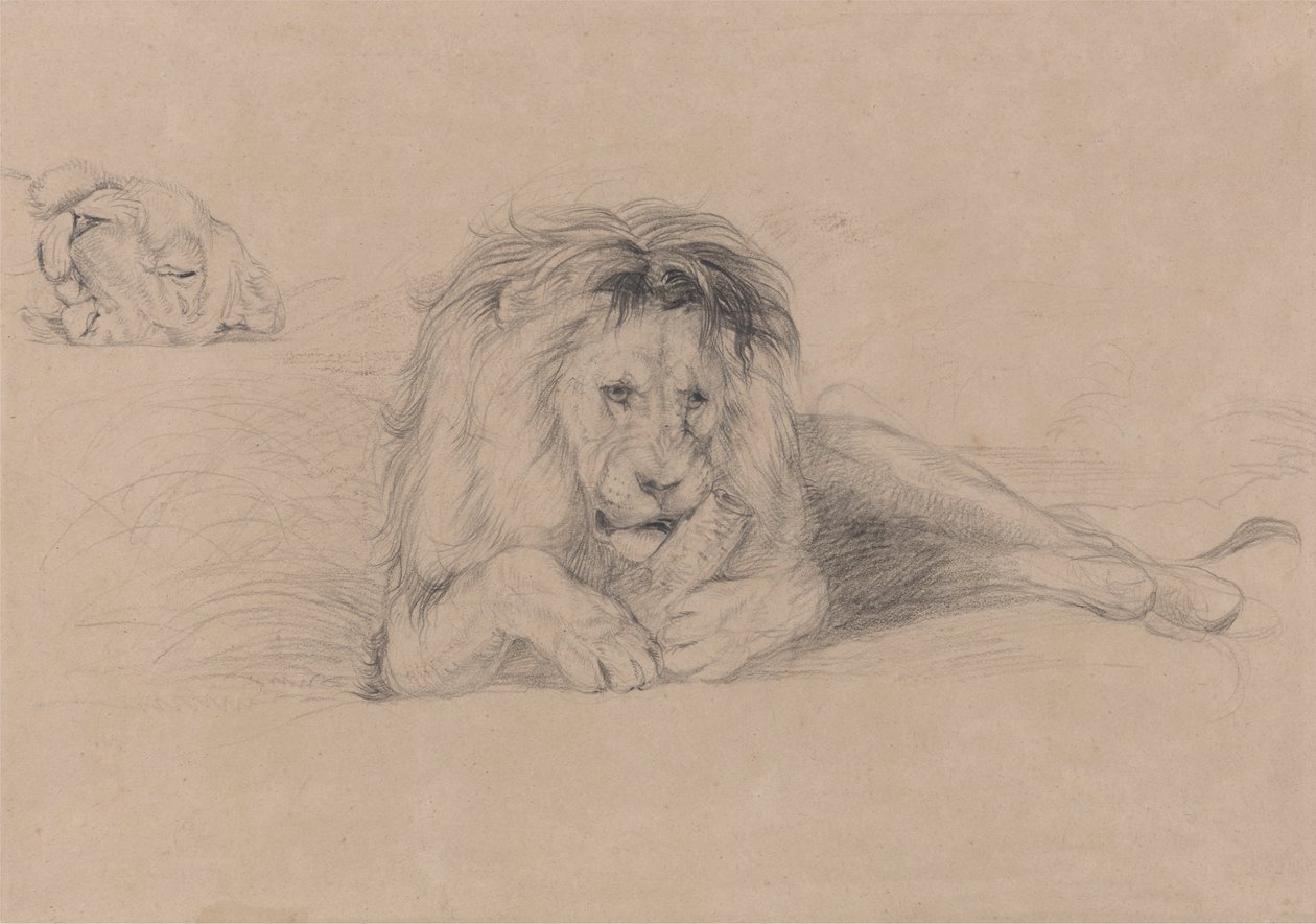 Studie av en løve og studie av en løvinnes hode av John Frederick Lewis