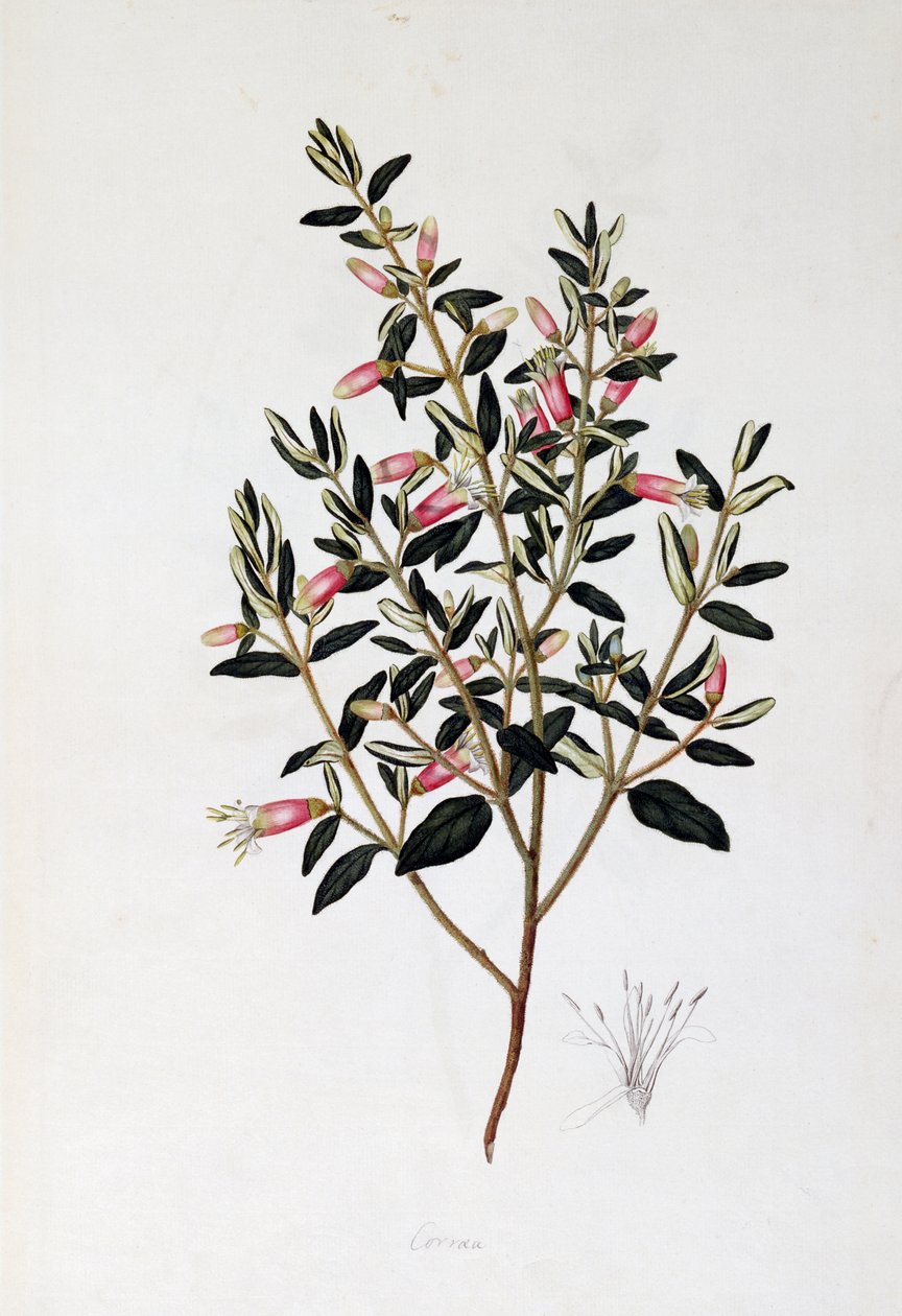 Correa Reflexa, tegning av John Frederick Miller (1759-1796) av John Frederick Miller