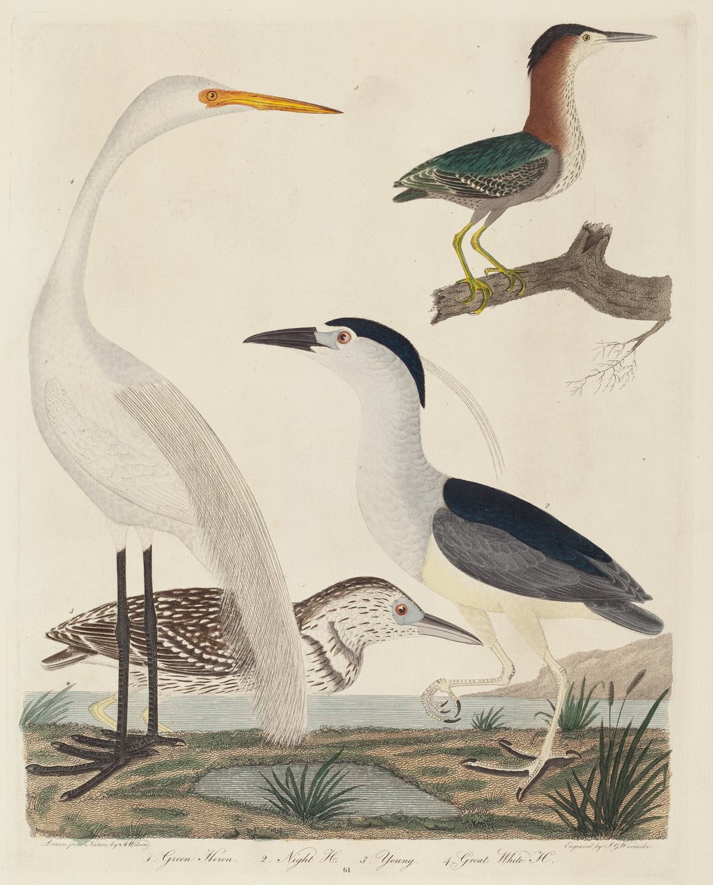Green Heron, Night Heron, Young Heron og Great White Heron, utgitt 1808-1814. av John G. Warnicke