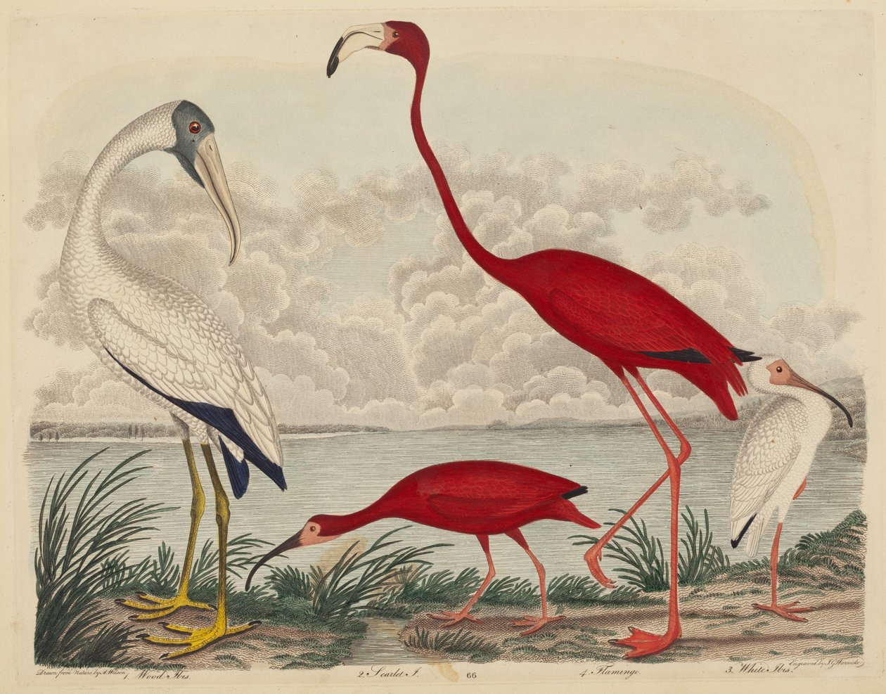 Wood Ibis, Scarlet Ibis, Flamingo og White Ibis, utgitt 1808-1814. av John G. Warnicke