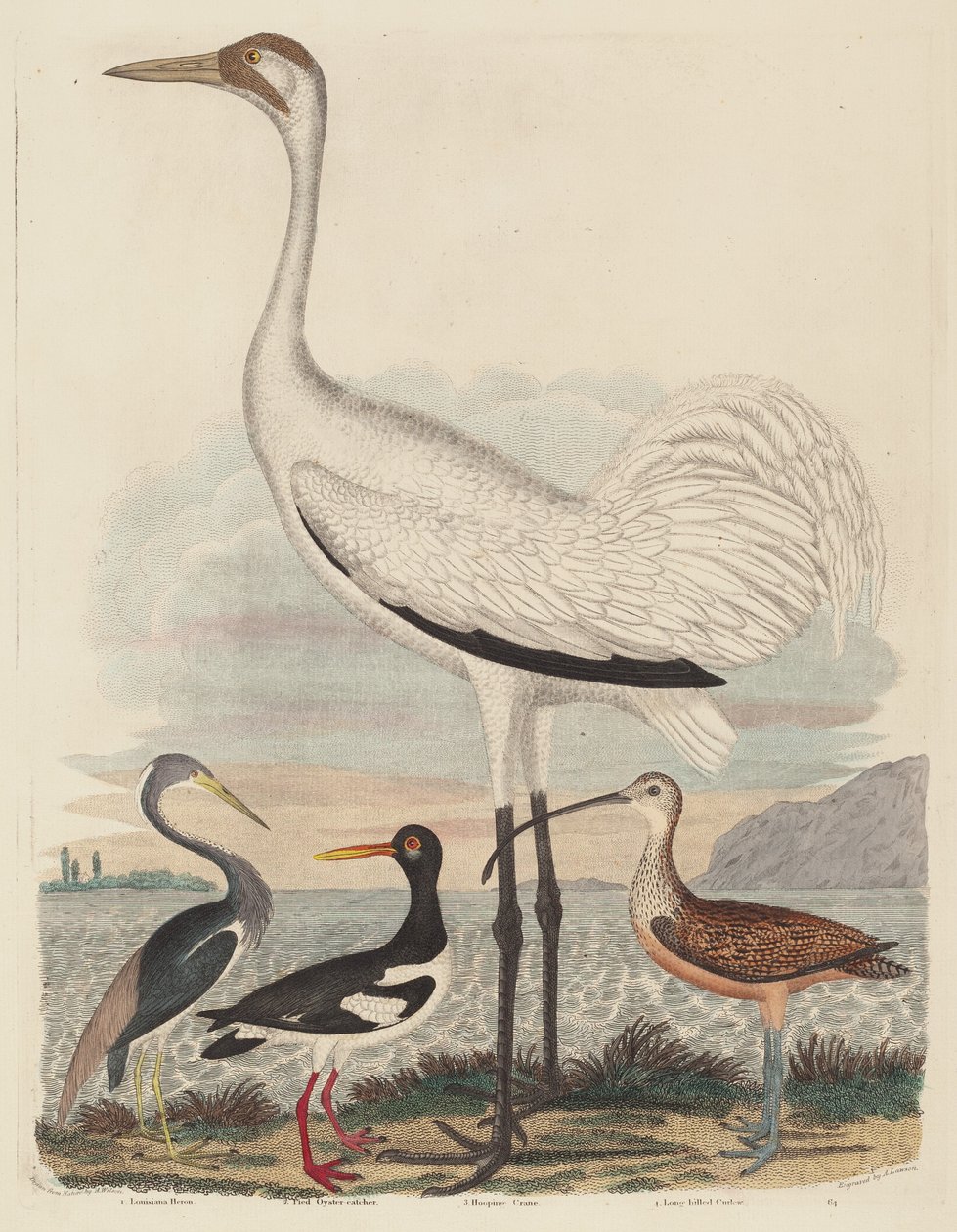 Louisiana Heron, Pied Oyster-catcher, Hooping Crane og Langnebbet Curlew av John G. Warnicke after Alexander Wilson