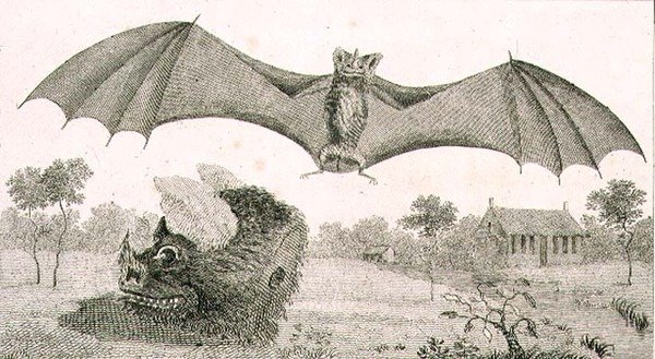 The Vampire or Spectre of Guyana av John Gabriel (after) Stedman