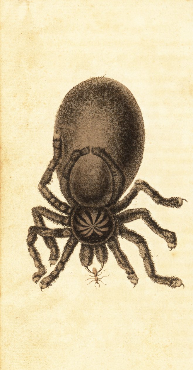 Pinktoe tarantella, Avicularia avicularia. ,1800 (gravering) av John Gabriel Stedman