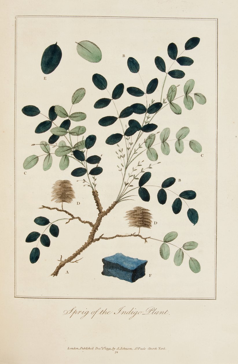 Kvist fra Indigo-planten av John Gabriel Stedman