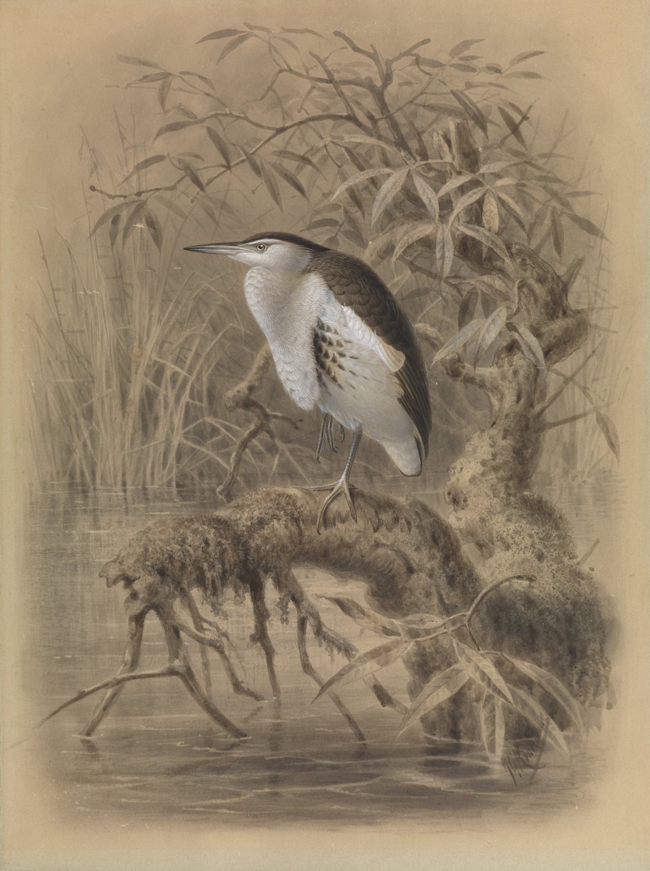  av John Gerrard Keulemans