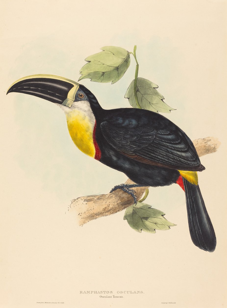 Kyssing Tucan kysser Ramphastos. Skapere: John Gould, Elizabeth Gould. av John Gould, Elizabeth Gould