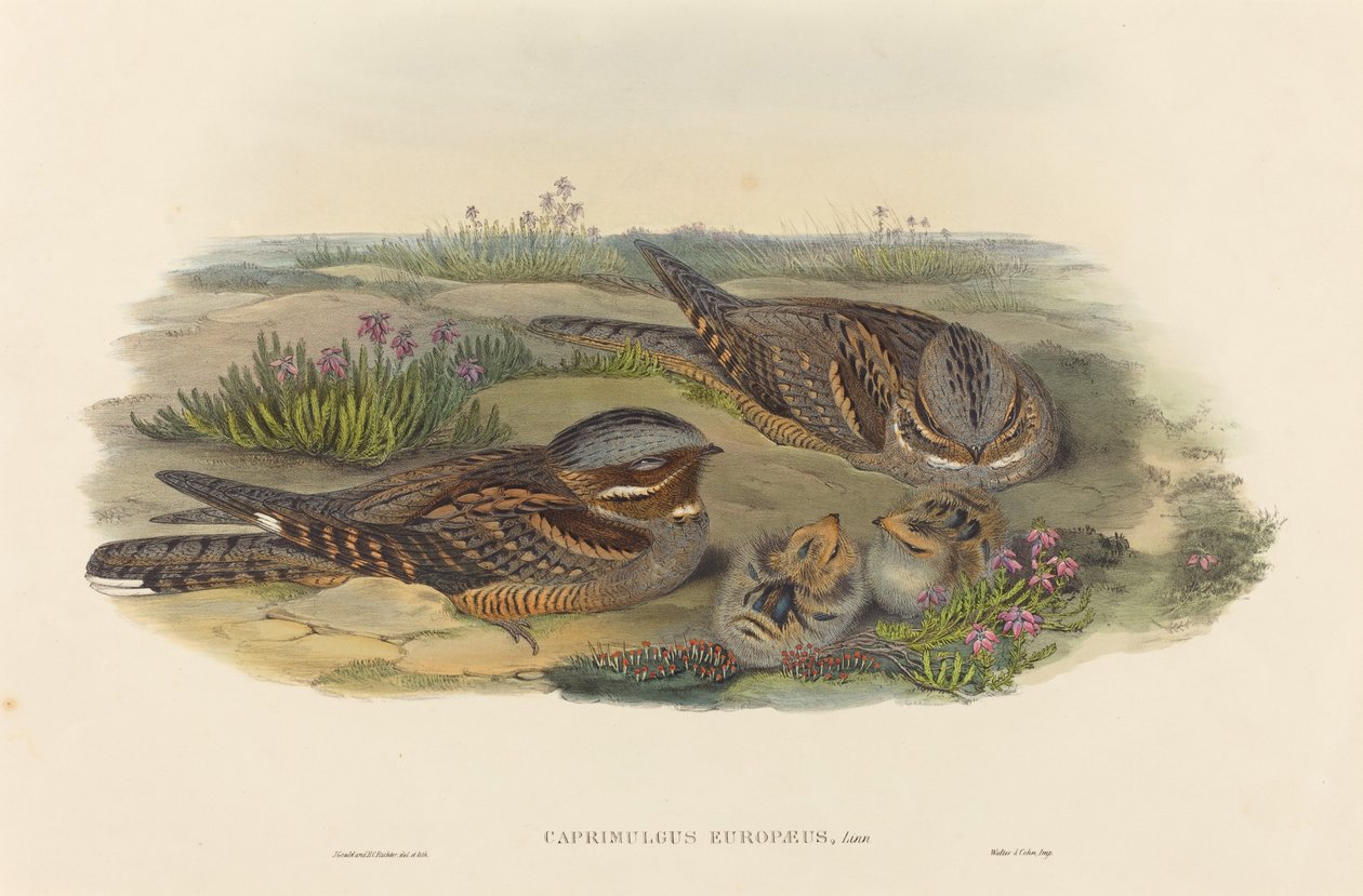 Caprimulgus europaeus Nightjar. Skapere: John Gould, Henry Constantine Richter. av John Gould and Henry Constantine Richter John Gould and Henry Constantine Richter
