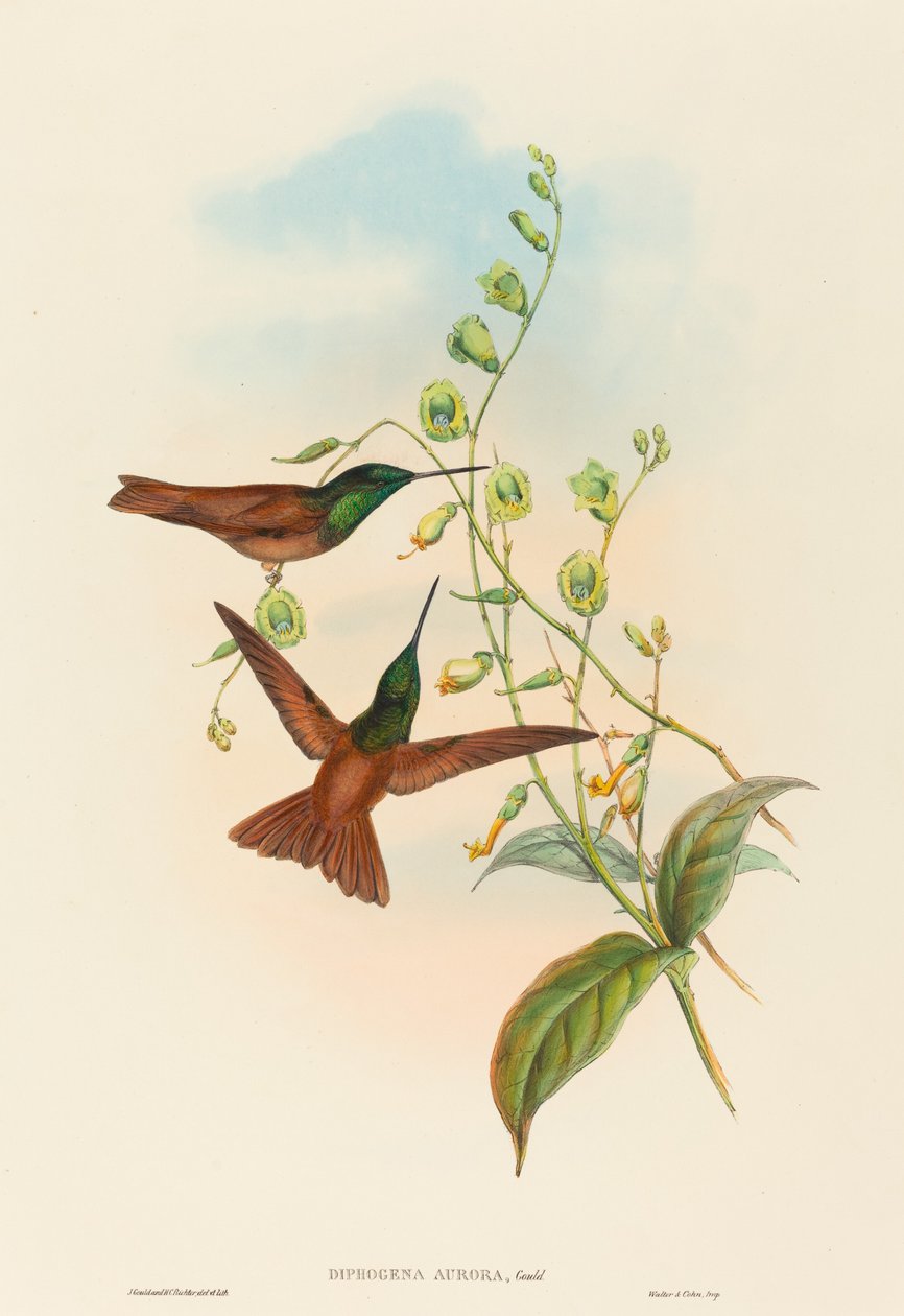 Diphogena aurora Goulds regnbue. Skapere: John Gould, Henry Constantine Richter. av John Gould and Henry Constantine Richter John Gould and Henry Constantine Richter