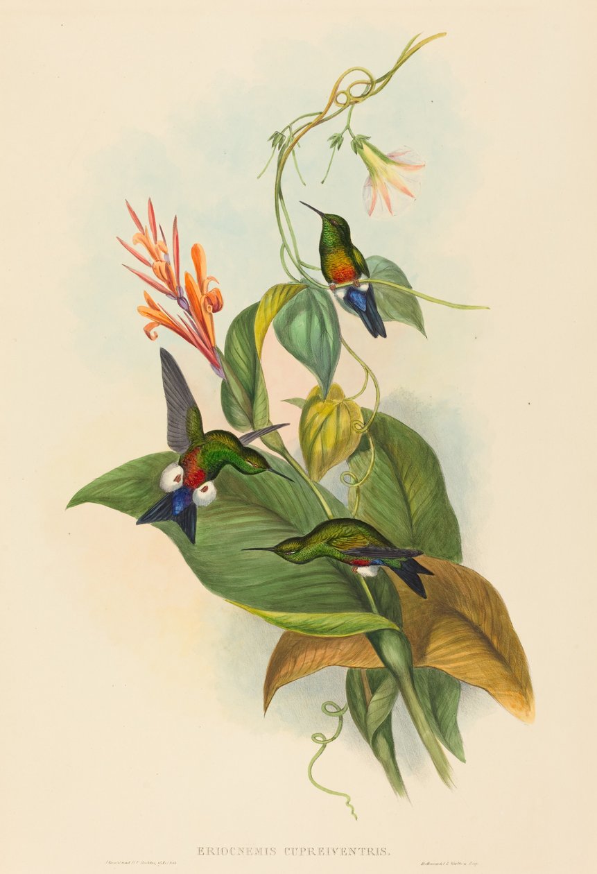 Eriocnemis cupreiventris Kobberaktig ventilert Puff-Leg. Skapere: John Gould, Henry Constantine Richter. av John Gould and Henry Constantine Richter John Gould and Henry Constantine Richter