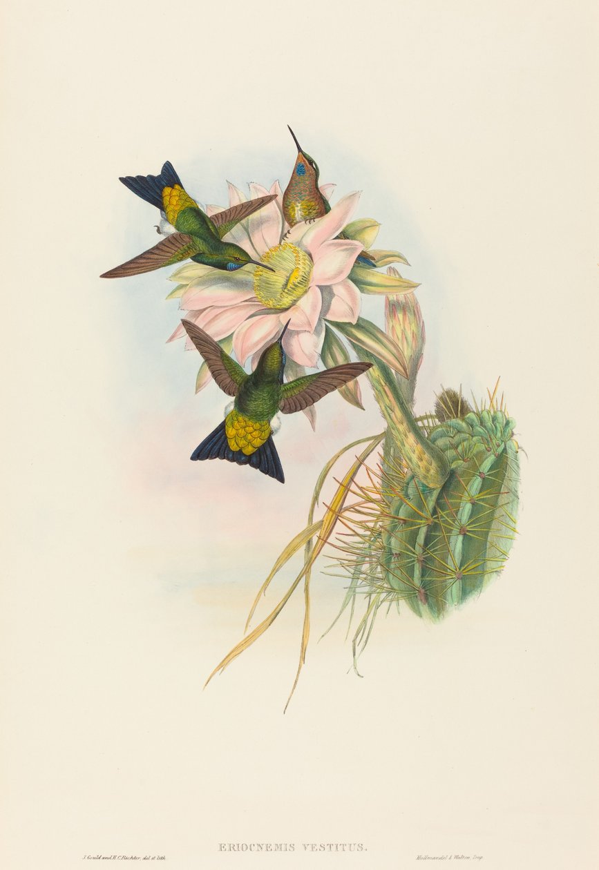 Eriocnemis vestitus Glødende Puff-Leg. Skapere: John Gould, Henry Constantine Richter. av John Gould and Henry Constantine Richter John Gould and Henry Constantine Richter
