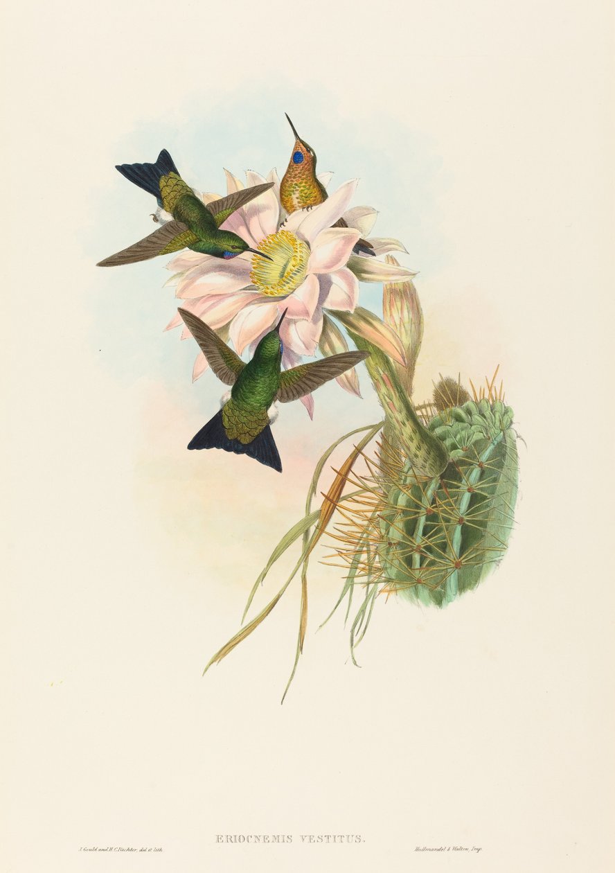 Eriocnemis vestitus Glødende Puff-Leg. Skapere: John Gould, Henry Constantine Richter. av John Gould and Henry Constantine Richter John Gould and Henry Constantine Richter