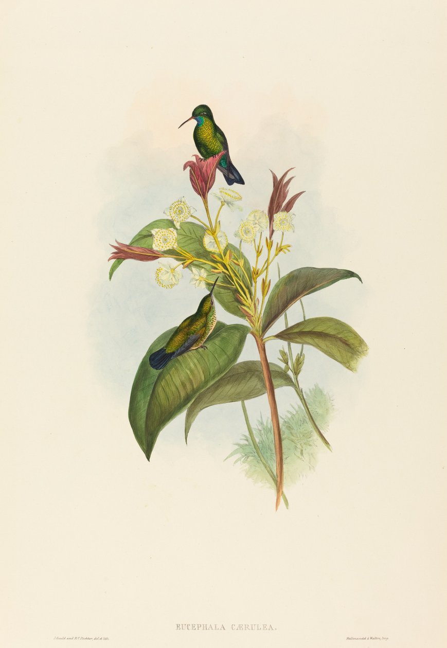 Eucephala caerulea Blåkinnet safir. Skapere: John Gould, Henry Constantine Richter. av John Gould and Henry Constantine Richter John Gould and Henry Constantine Richter