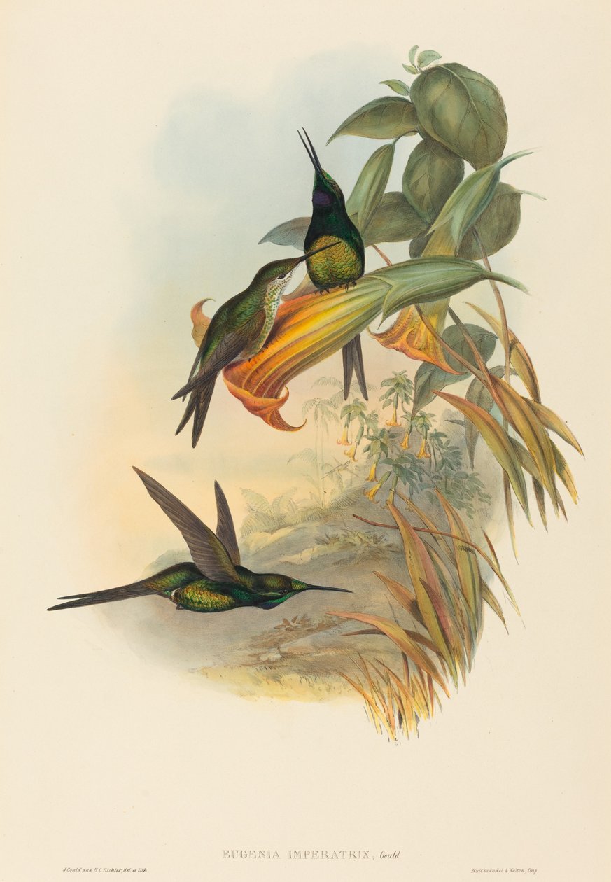 Eugenia imperatrix Keiserinne Hummingbird. Skapere: John Gould, Henry Constantine Richter. av John Gould and Henry Constantine Richter John Gould and Henry Constantine Richter