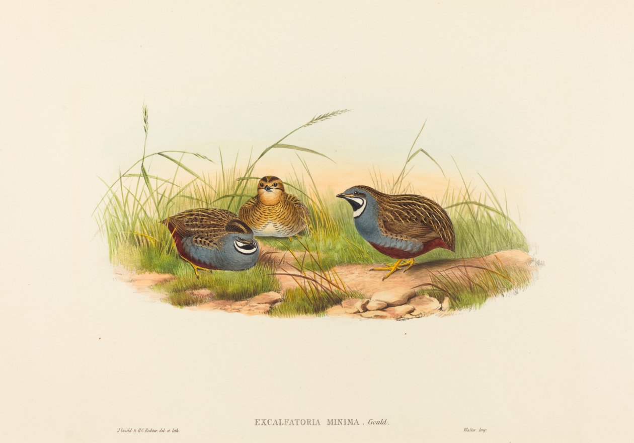 Excalftoria minima Blåbrystet vaktel. Skapere: John Gould, Henry Constantine Richter. av John Gould and Henry Constantine Richter John Gould and Henry Constantine Richter