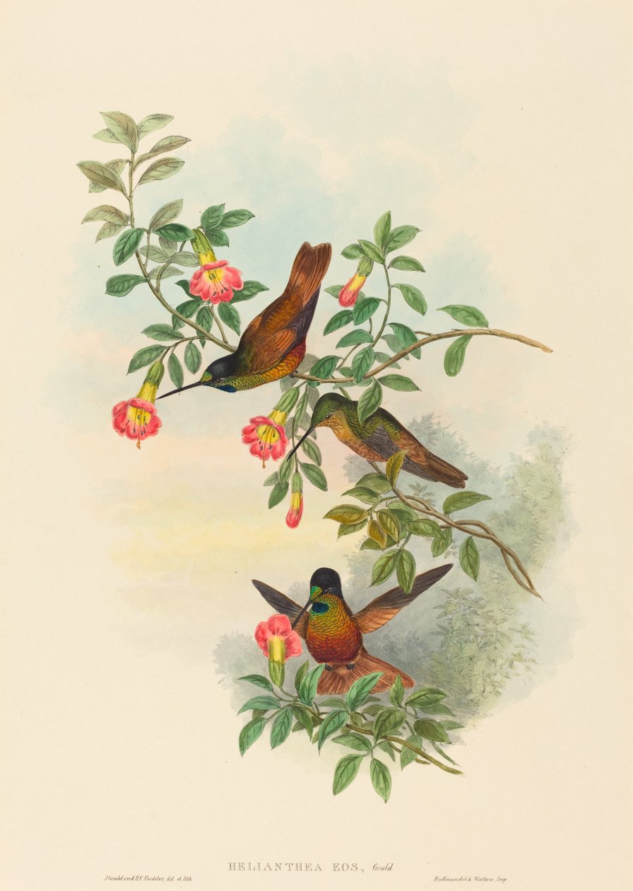 Helianthea eos Golden Star-frontlet. Skapere: John Gould, Henry Constantine Richter. av John Gould and Henry Constantine Richter John Gould and Henry Constantine Richter