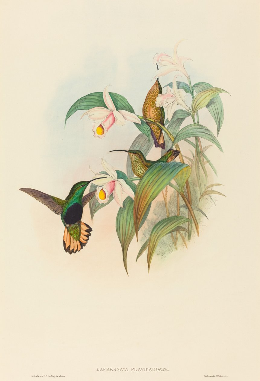 Lafresnaya flavicaudata Buff-tailed Velvet-bryst. Skapere: John Gould, Henry Constantine Richter. av John Gould and Henry Constantine Richter John Gould and Henry Constantine Richter
