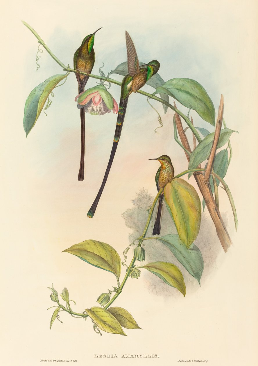 Lesbia Amaryllis. Skapere: John Gould, Henry Constantine Richter. av John Gould and Henry Constantine Richter John Gould and Henry Constantine Richter