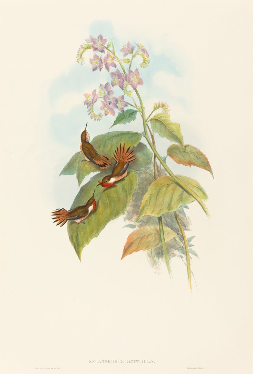 Selashorus scintilla Scintillant Hummingbird. Skapere: John Gould, Henry Constantine Richter. av John Gould and Henry Constantine Richter John Gould and Henry Constantine Richter