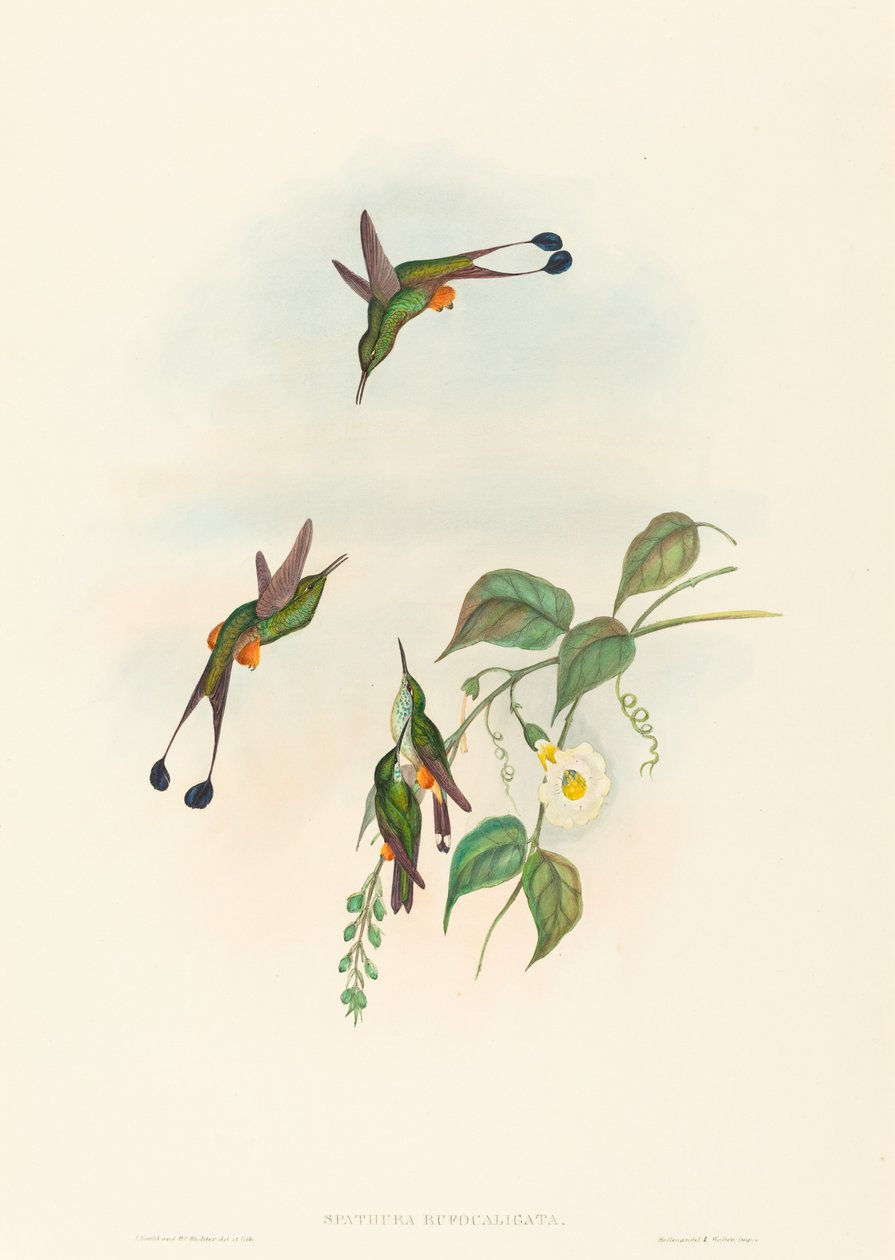 Spathura rufocaligata Racket-hale med rød støvel. Skapere: John Gould, Henry Constantine Richter. av John Gould and Henry Constantine Richter John Gould and Henry Constantine Richter