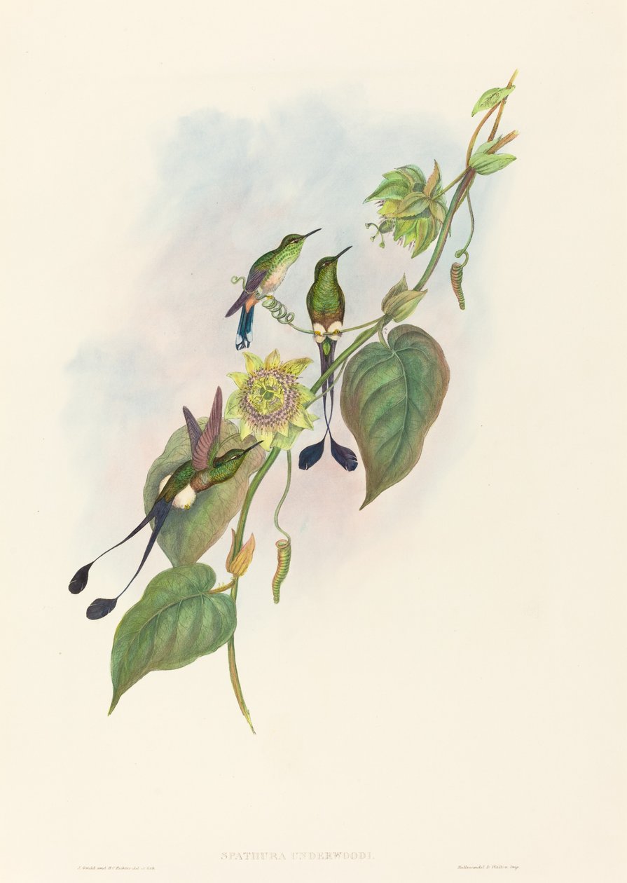 Spathura underwoodi White-footed Racket-Tail. Skapere: John Gould, Henry Constantine Richter. av John Gould and Henry Constantine Richter John Gould and Henry Constantine Richter