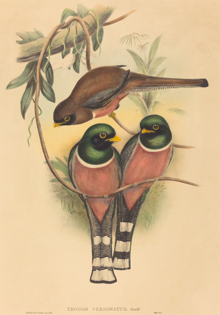 Trogan personatus, sannsynligvis 18361838. Skapere: John Gould, Henry Constantine Richter. av John Gould and Henry Constantine Richter John Gould and Henry Constantine Richter