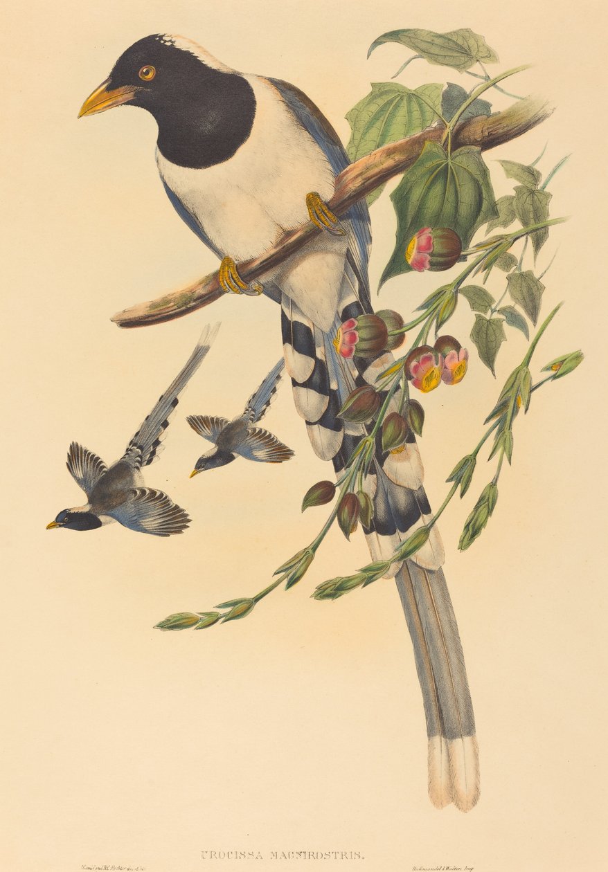 Urocissa magnirostris, sannsynligvis 18501883. Skapere: John Gould, Henry Constantine Richter. av John Gould and Henry Constantine Richter John Gould and Henry Constantine Richter