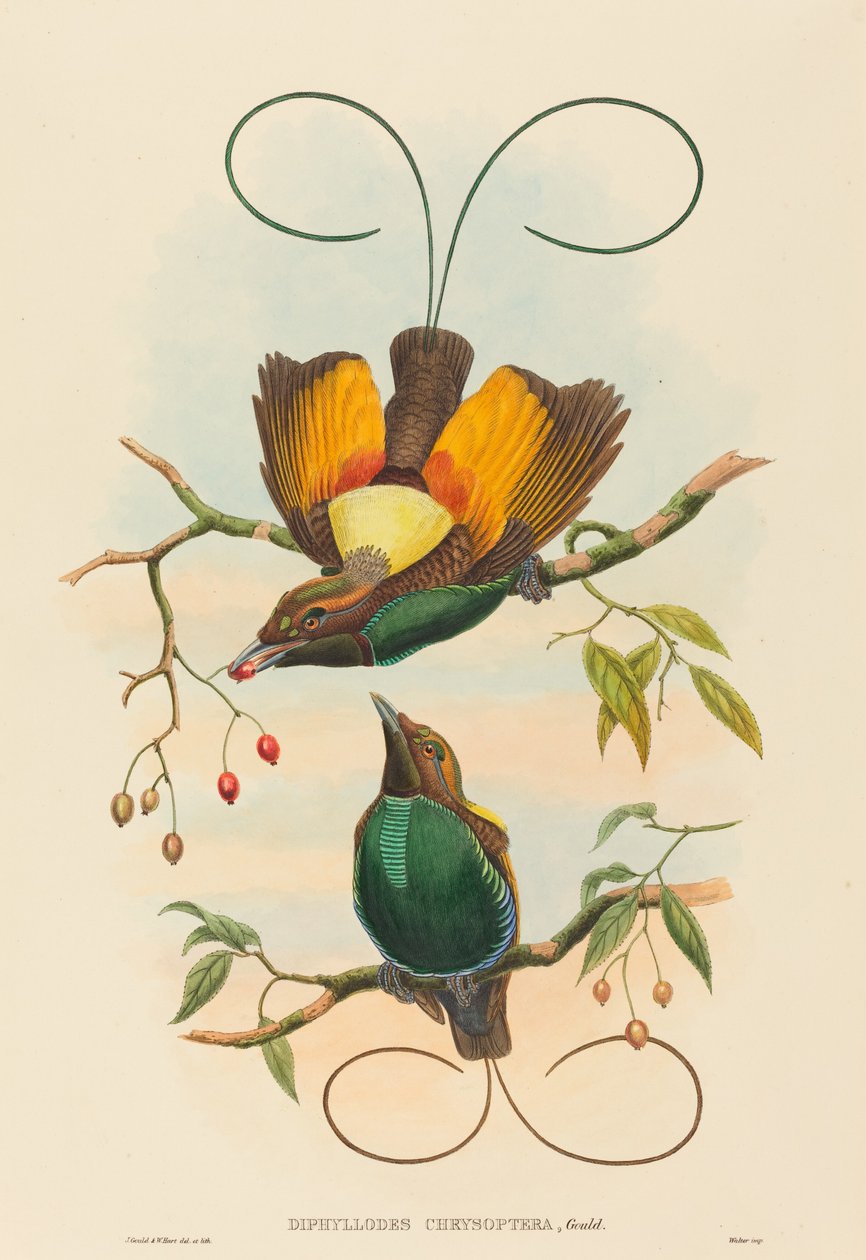 Diphyllodes chrysoptera Magnificent Bird of Paradise. Skapere: John Gould, William Matthew Hart. av John Gould, William Matthew Hart