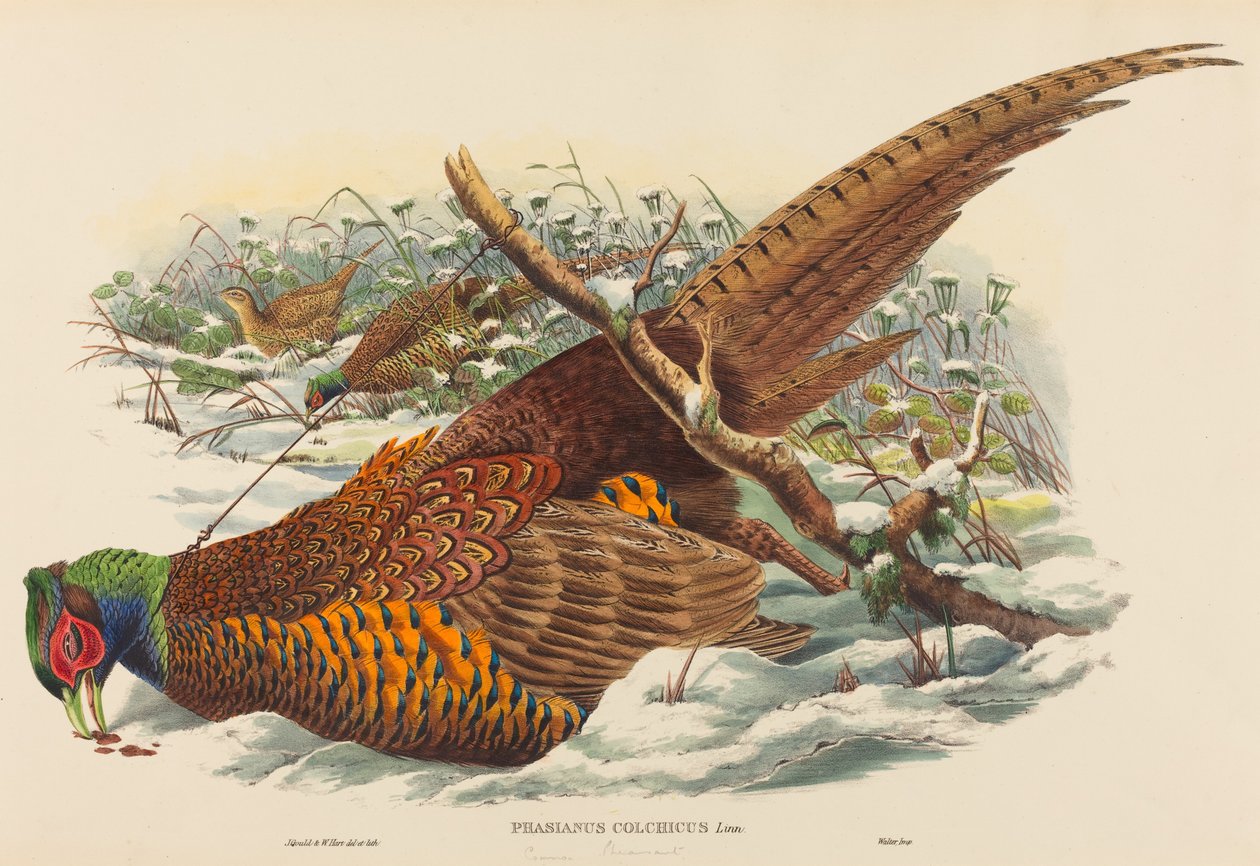 Phasianus colchicus Ringhalsfasan. Skapere: John Gould, William Matthew Hart. av John Gould, William Matthew Hart