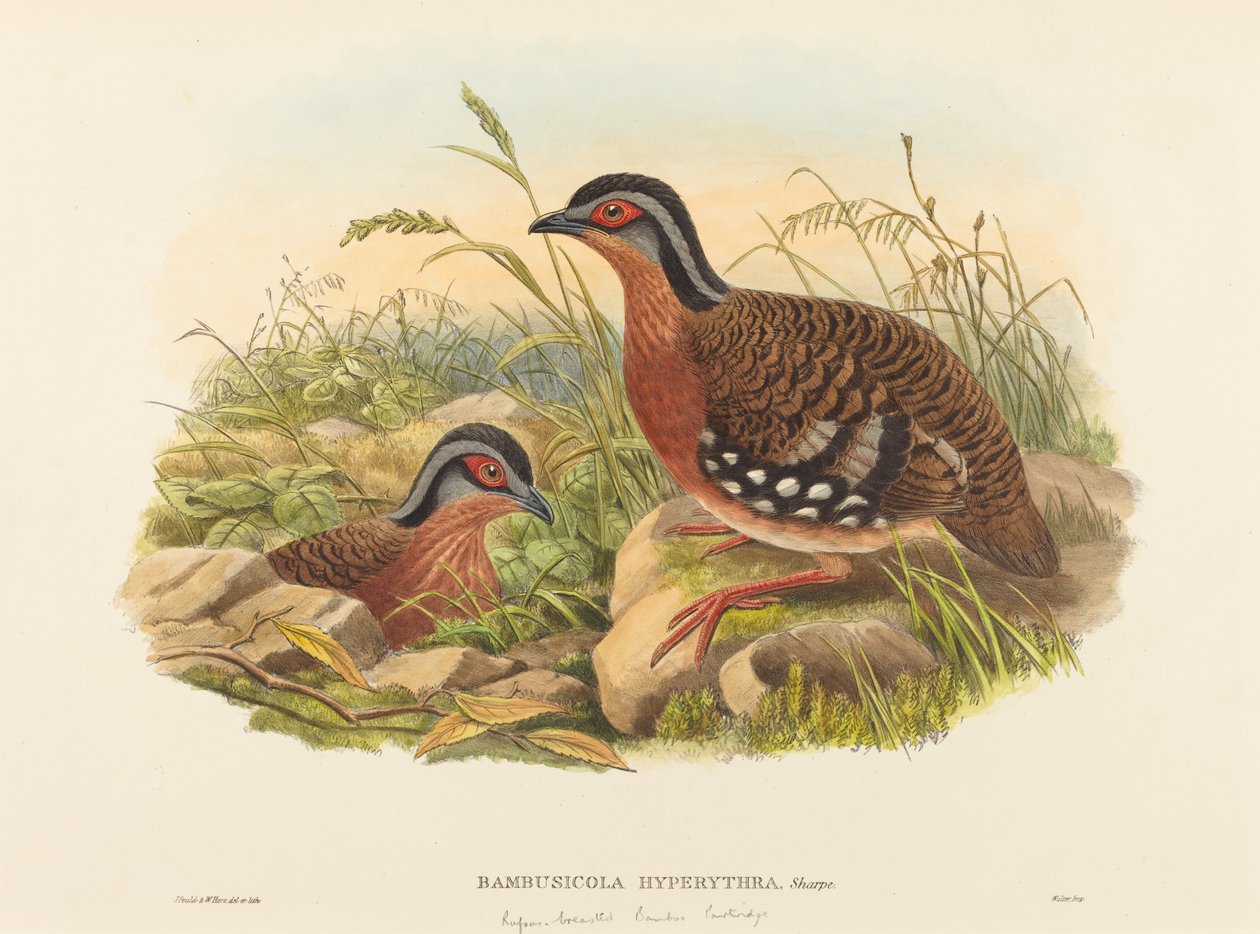 Rufous-breasted bambus rapphøne Bambusicola Hyperythra. Skapere: John Gould, William Matthew Hart. av John Gould, William Matthew Hart