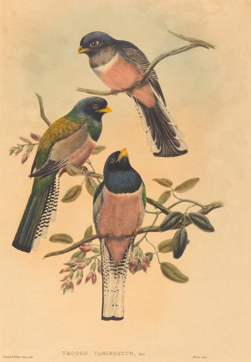 Trogan variegatus, sannsynligvis 18361838. Skapere: John Gould, William Matthew Hart. av John Gould, William Matthew Hart