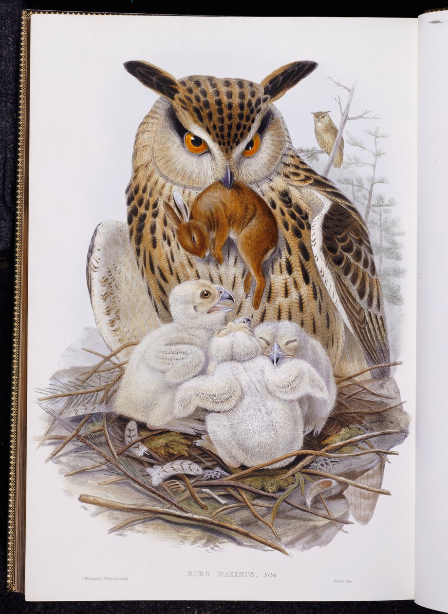 A Great Owl and Chicks, fra "The Birds of Europe", utgitt 1832-37 av John Gould