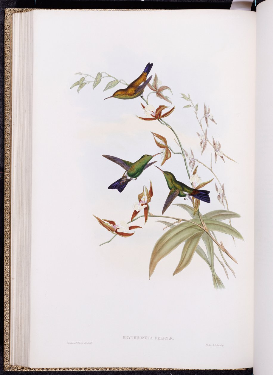En monografi av Trochilidae, eller familie av kolibrier, utgitt 1849-61 av John Gould