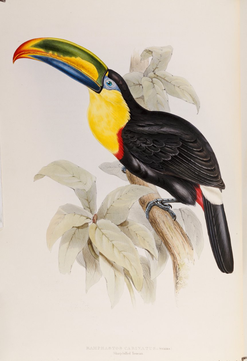 A Monograph of the Ramphastidae, eller Family of Tucans, First Edition, utgitt 1834 av John Gould