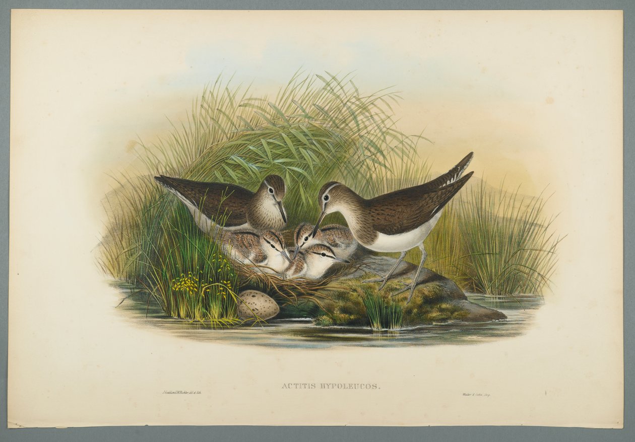 Actitis Hypoleucos - Sommersnipe (fargelitho på vevd papir) av John Gould