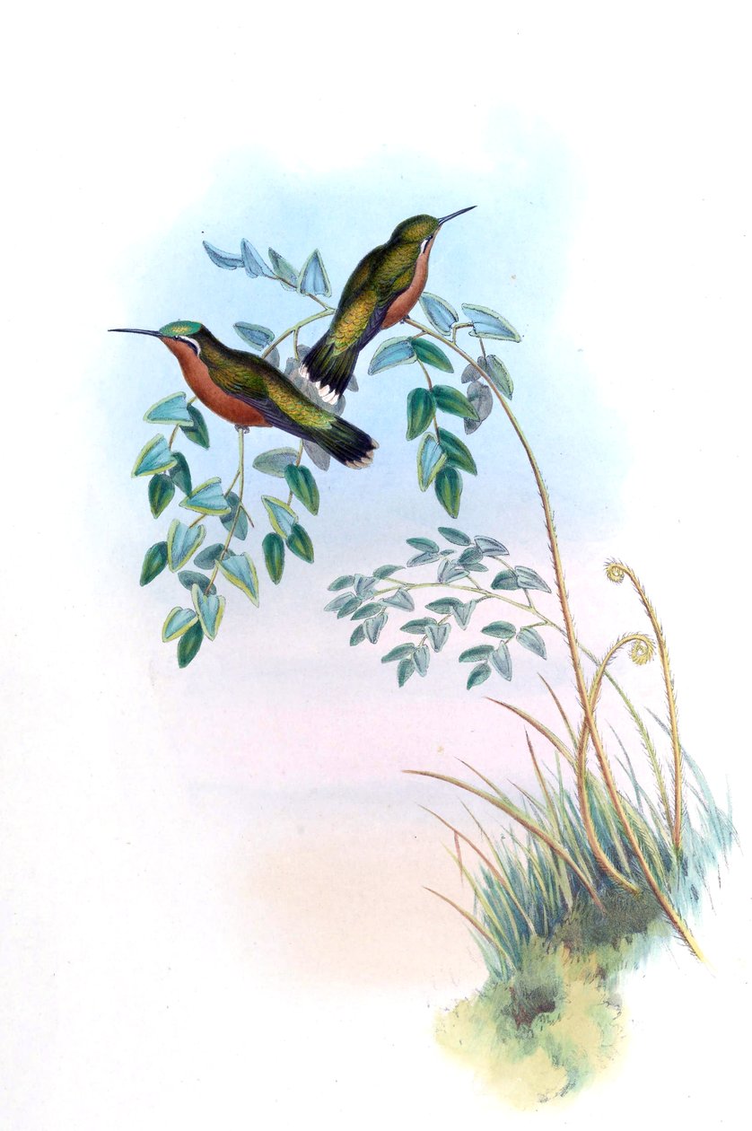 Adelomyia castaneiventris = Lampornis castaneoventris av John Gould