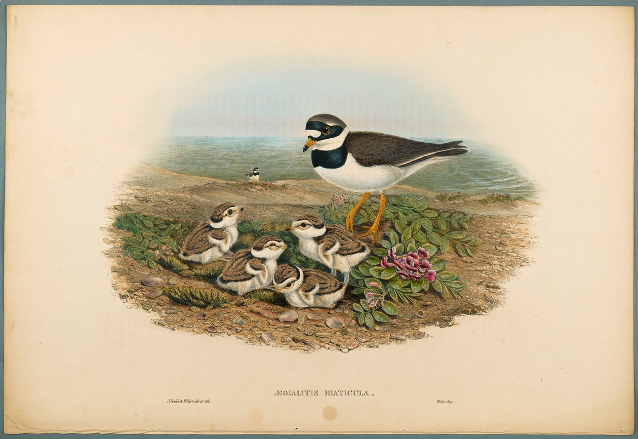 Aegialitis Hiaticula - Ringhjørnet (farget litho på vevd papir) av John Gould
