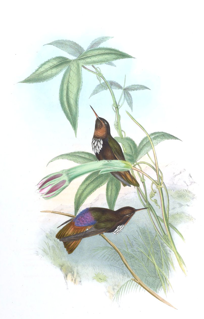 Aglaeactis castelnaui av John Gould