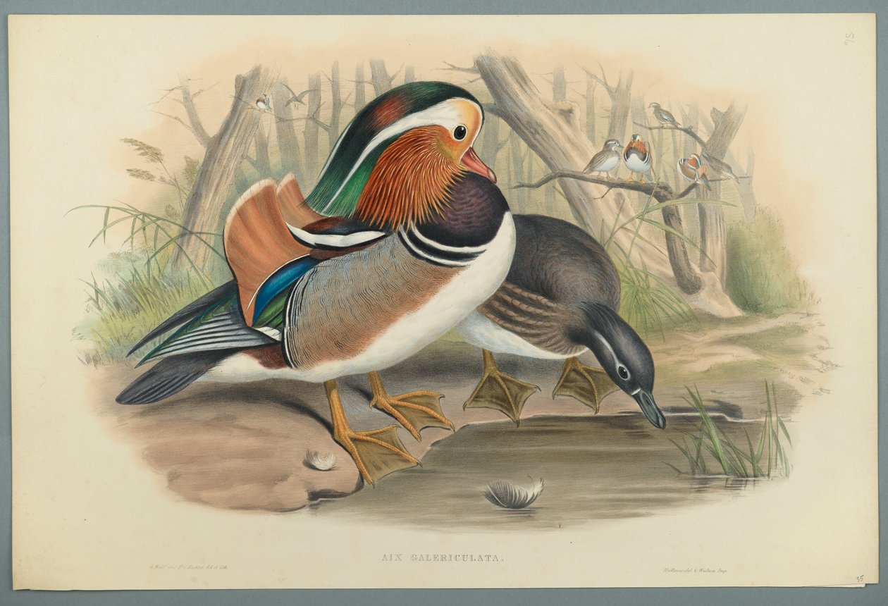 Aix Galericulata: Duck (fargelitho på vevd papir) av John Gould