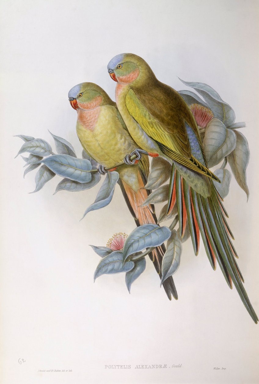 Alexandras papegøye (Polytelis alexandrae), Gravering av John Gould av John Gould