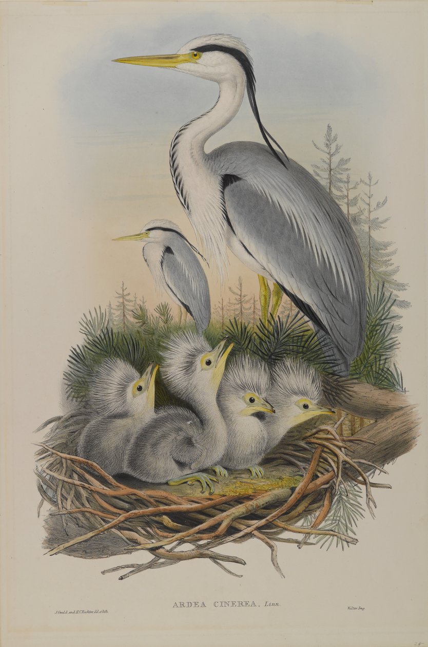 Ardea Cinerea - Hegre av John Gould