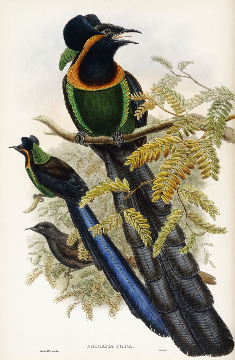 Astrapisk artefakt av John Gould