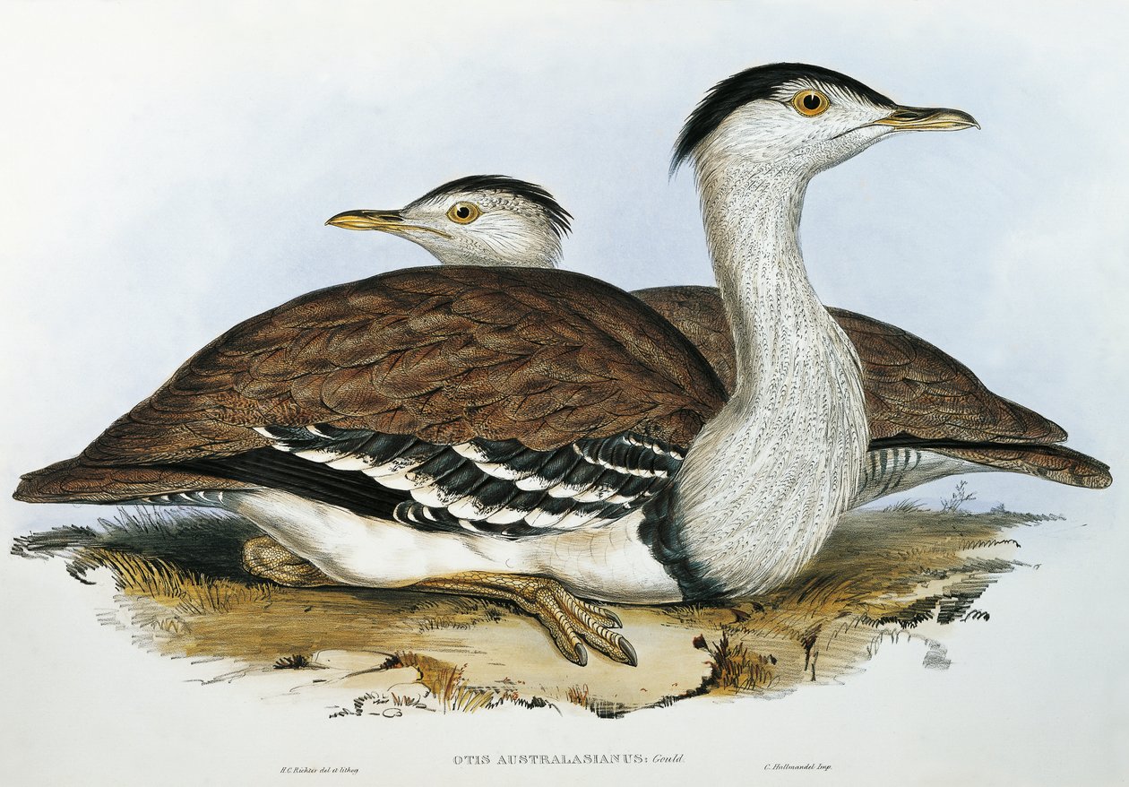 Australsk bustard (Otis australasianus) av John Gould