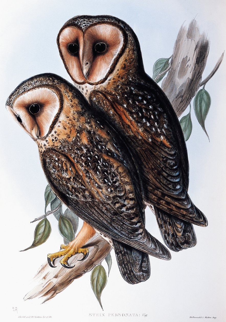 Australian Masked-Owl (Strix personata), litografi fra Birds of Australia av John Gould