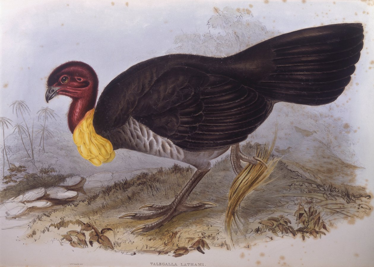 Australsk børstekalkun (Alectura lathami), Gravering av John Gould av John Gould