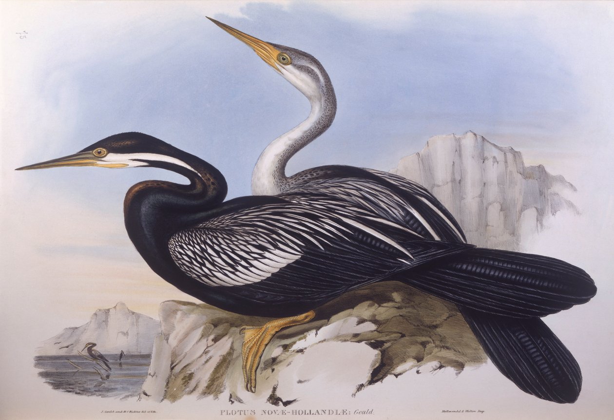 Australsk darter (Anhinga novaehollandiae), Gravering av John Gould av John Gould
