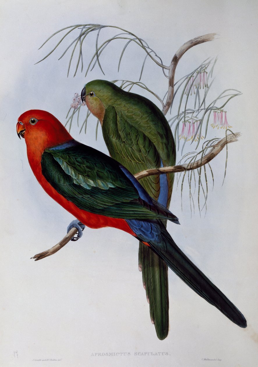 Den australske kongen Parrot (Alisterus scapularis), gravering av John Gould (1804-1881) og Henry Constantine Richter (1821-1902). Storbritannia av John Gould