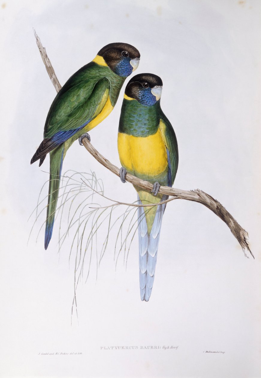 Australsk ringhals (Barnardius eller Platycercus zonarius), Gravering av John Gould av John Gould