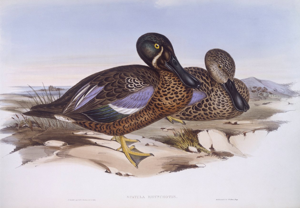 Australsk spademaskin (Anas rhynchotis), Gravering av John Gould av John Gould