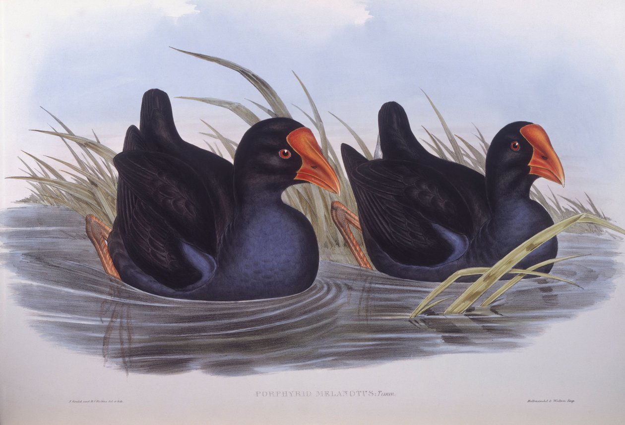 Australsk sumphen (Porphyrio melanotus), Gravering av John Gould av John Gould