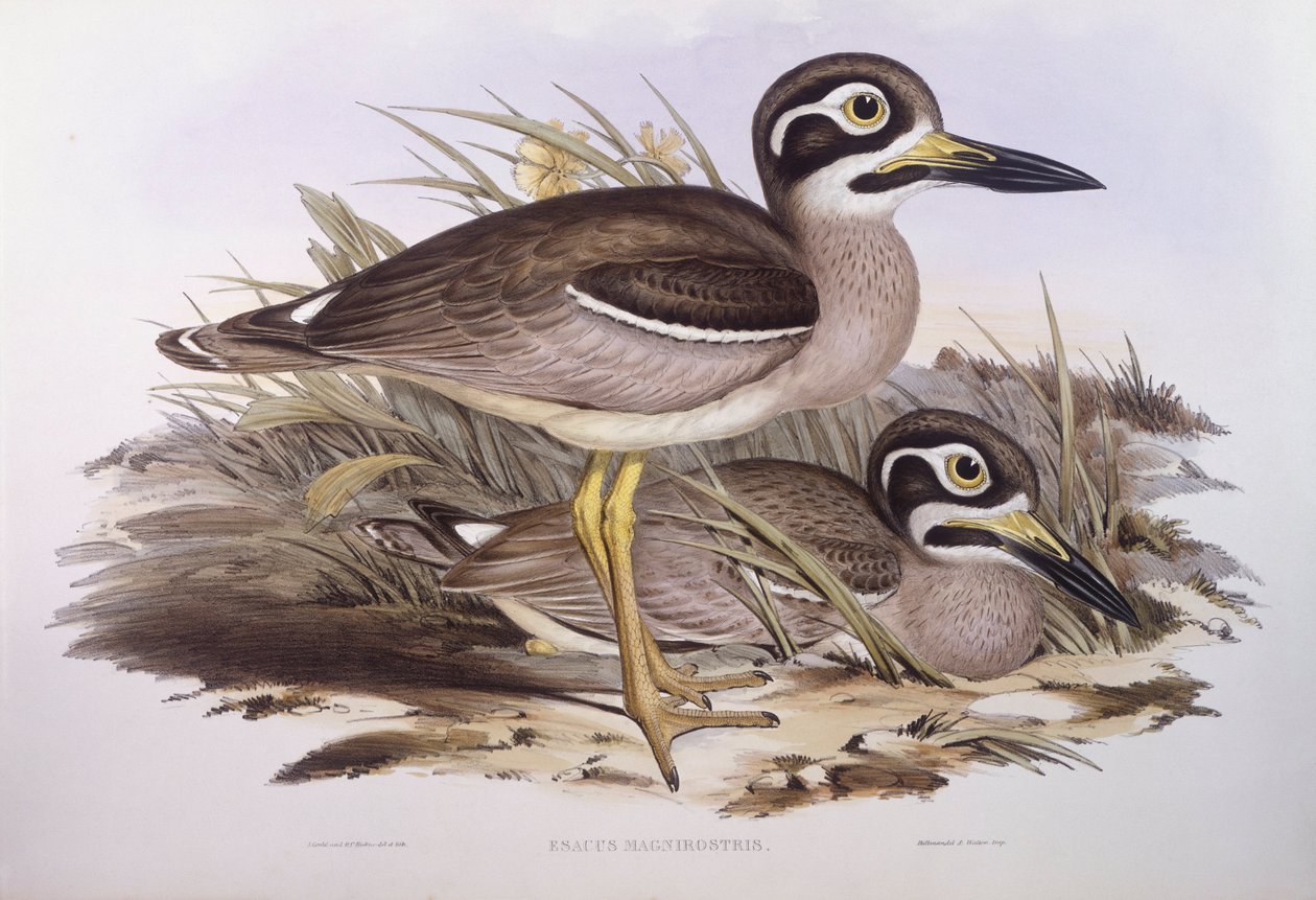 Strand tykt kne (Esacus magnirostris eller Burhinus giganteus), gravering av John Gould av John Gould